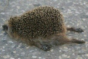 Утомленные солнцем, или йога для йожиков