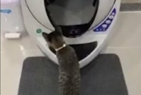Высокотехнологичный кошачий туалет