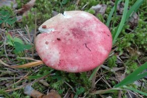 Почему гриб сыроежка так называется?