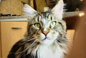 80 тысяч рублей заплатят в Рязани за возвращение любимого кота