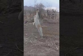 Настоящий хищник: кот поймал птицу в воздухе