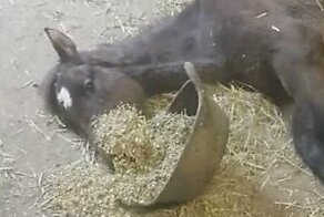 Лошади тоже бывают ленивыми