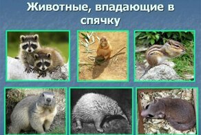 Сезонные сони: каким животным приходится впадать на зиму в спячку