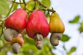 15 удивительных растений, которые вы едите, но не знаете, как они растут