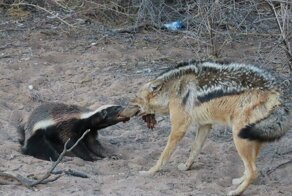 Не связывайся с медоедом: шакал попытался отнять добычу у лысого барсука