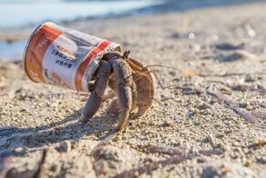 Крабы-отшельники умирают, приняв пластик за раковины