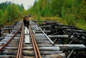 Уходящий в прошлое мир узкоколейных железных дорог и кто такие "вошедшие в колею"?