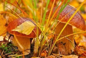 Большая площадь поверхности мицелия: чем она выгодна грибам?