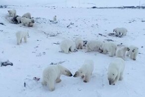 56 голодных белых медведей окружили село на Чукотке
