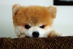 Это щенок или игрушка? (18 фото)