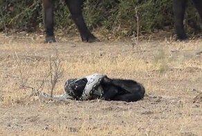 Шакалы случайно помогли медоеду победить питона