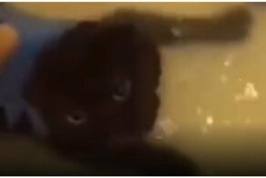 Кот выругался на хозяев на человеческом языке