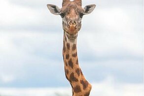 Что получится, если жираф вывихнет шею?