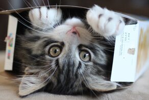 Почему коты так любят коробки?