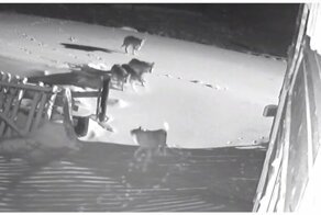 Стая волков атаковала и загрызла двух собак