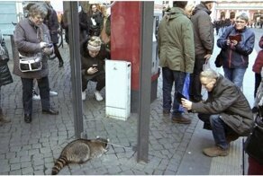 На рождественской ярмарке в Германии поймали пьяного енота