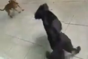 Собаки устроили неприятный сюрприз хозяйке