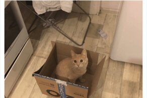 Коты и коробки созданы друг для друга
