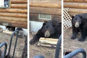 Американская семья была в шоке, когда узнала, что под их домом поселился огромный медведь
