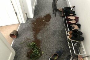 15 бессовестных усатых морд, хозяевам которых пора подлечить нервишки