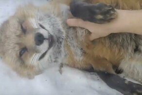 Умиления пост: спасенные лисицы играют в снегу с хозяйкой питомника