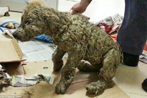 Невероятное превращение щенка, который был полностью залит клеем