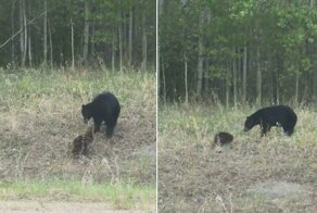 Драка бобра и медведя попала на видео