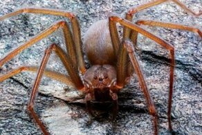 Ученые обнаружили в Мексике новый вид пауков, чей укус вызывает гниение плоти