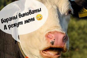 ТЭЦ в Казахстане освятили кровью жертвенной коровы