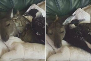 Кенгуру, сорока и кот нежатся на диване хозяйки