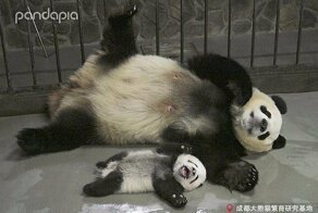 Фотографии малышки панды, которая любит улыбаться