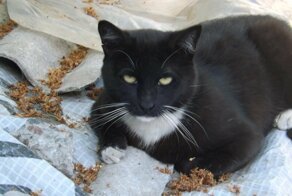 Котопост 2019