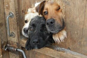 Любопытные собаки, которые хотят знать, что вы сейчас делаете