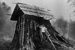 Дома-пни американских переселенцев: фотографии начала 20-го века