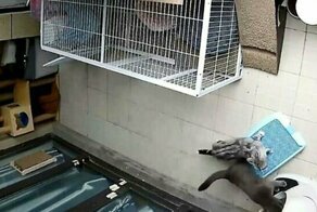 Кошка застряла в «умном» туалете