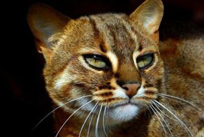 Ржавый кот - самый маленький дикий хищник в мире