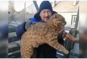 Владелец курятника убил краснокнижного камышового кота, задравшего 50 кур