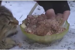 Упитанный кот помешал блогеру снять обзор белорусской тушенки