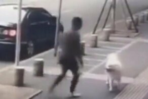 В Китае собака чуть не стала жертвой мошенника