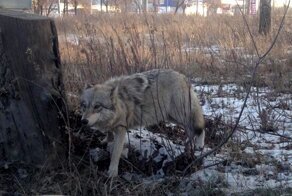Неужели это волк? В Тольятти жители повстречали на улице опасного хищника