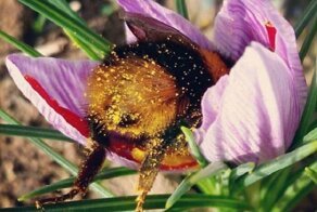 Пчёлы тоже устают и иногда засыпают прямо в цветке