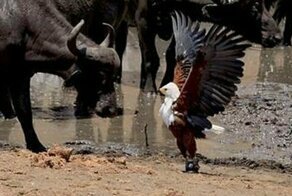 Агрессивный орел отбивается от аистов и гигантского буйвола после кражи рыбы