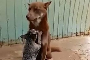 Кошка делает массаж собаке