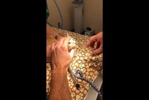 Извлечение паразита из носа кота