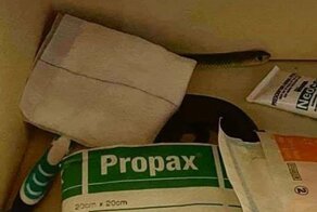 Только в Австралии: змея в ванной - это норма