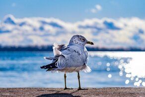 Ежедневная подборка запоминающихся снимков за 18.12.2019