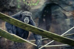 Ученые утверждают, что шимпанзе создают собственную рок-музыку