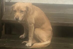 Бездомная собака сама нашла себе дом