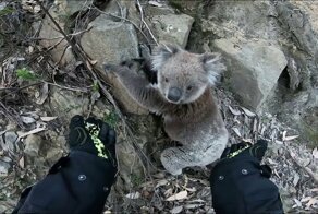 Мотоциклист помог коале забраться на возвышенность