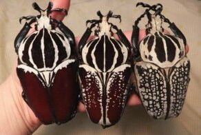 25 ужасающих фото самых больших насекомых, живущих на нашей планете